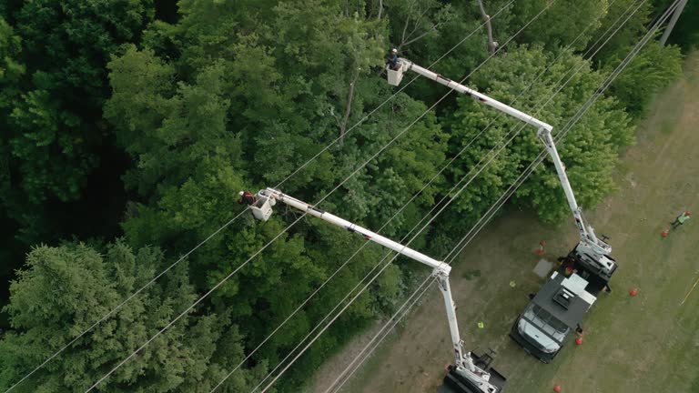 Best Hazardous Tree Removal  in Mount Wolf, PA