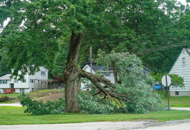 Best Tree Risk Assessment  in Mount Wolf, PA